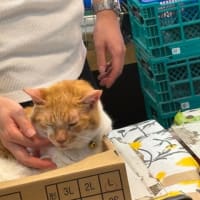 ありがとう、八百屋の猫店長めいちゃん (2507)