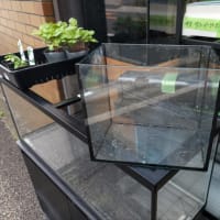 中古 コトブキ レグラス 250×160×220オールガラス水槽