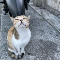 トルコ旅行　カッパドキア、イスタンブール