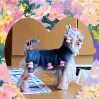 綺麗じゃん！