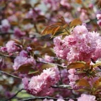 ちょいと大洲へお花見に♪