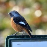 大泉緑地の野鳥（２０２５年２月１０日）動画