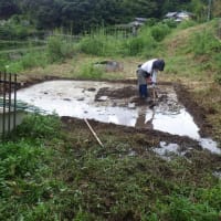 田植えしました