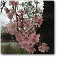桜の開花