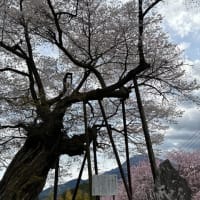 本郷の千年桜と原間のイトサクラ
