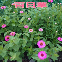 6/25(水)クロ朝ごはん前のお散歩〜🎵旅立ち（松山千春）🍚6/16〜6/20🍚