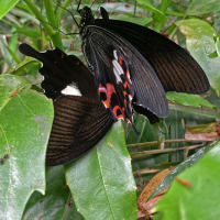 モンキアゲハの交尾・キアゲハとキショウブ・ほか～小型2種の蝶の姿を・・・