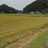 稲の刈り取りが始まりました