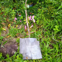オランダ芍薬のその後