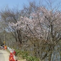 桜の季節　裏磐梯