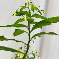 モロコシソウの花が咲いた。