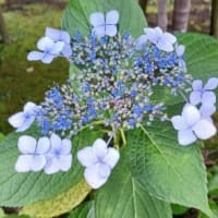 2025 紫陽花