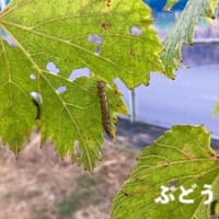 時期の防除「ハスモンヨトウ」と薬剤情報‥『アグリ通信.ACERA』 第57巻 通刊629