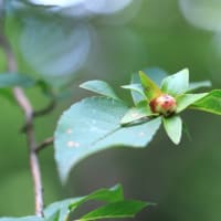 富士北麓の草原を散策　令和7年6月22日