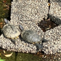かめしまへん