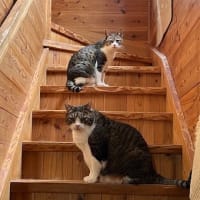 今日の仕事とかのご質問にお答えしてと猫とかミェフの話１１