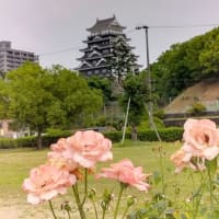 元気です