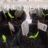 フィレンツェの育苗‘25