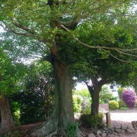 森稲妻神社の御神木と森殿原の宝塔