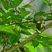 シジュウカラ♂の枝止まり・幼鳥の補食シーンと～テングチョウほかトンボ4種の姿を・・・