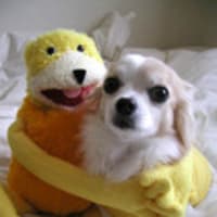 Flat Eric に 恋 バッカスの歌 Flat Eric に 恋 バッカスの歌