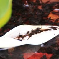 水芭蕉の咲く日に