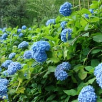 🧹🐍❻　    ねじ花を伝う雨・・・　山笠準備の追い込み　　疫病退散の権威を失った山笠　　孔雀サボテンを植え替える　　英国ウクライナ軍ロシア本土を攻撃する　　都議会選挙不正