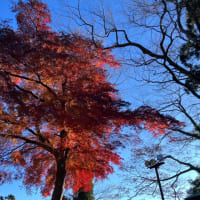 そうだ、高尾山へ行こう！7