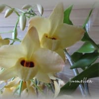 ラン：タイミンセッコク（Den.speciosum)の開花大株です