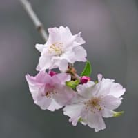 近くの散歩道で枝垂れ桜