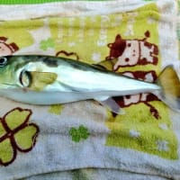 2025年8度目の虎狩り（2025年4月6日）