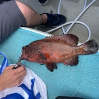 １２日・釣果