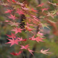 公園の紅葉