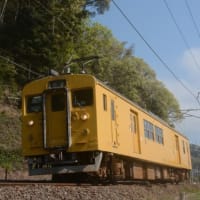 山陽本線123系　列車とポピーをローアングルで　2024-04-16