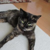 生まれてから4年4カ月目にして起きたBの行動変化