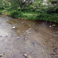 鮎、伊豆２河川の川見