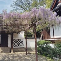 藤井寺の藤の花と近鉄バファローズ