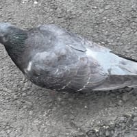 オサンポ walk - 鳥bird : 鳩の羽冠(うかんむり)？？？ A dove has got a crown