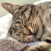 どーも、初めまして、飼い猫です
