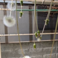 ツツジに魅せられ
