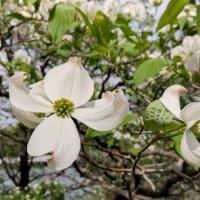花の方へ、花の方へ