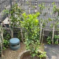 梅雨の合間に芝刈り