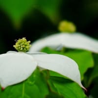 ヤマボウシ