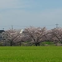 藤井聡太竜王　開幕戦制し七冠に前進　雨の始業式　桜
