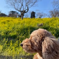 マザー牧場と久留里城