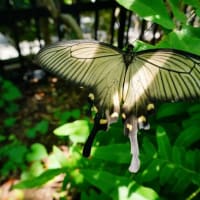 ウマノスズクサとジャコウアゲハ（板橋区立赤塚植物園 2025.6.28 撮影）
