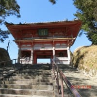 和歌山の道成寺の枝垂桜