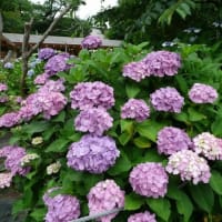 千葉・本土寺の紫陽花