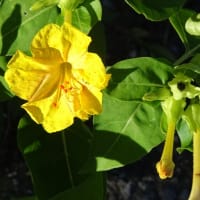 野の花