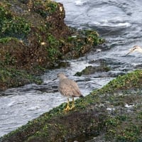 05/06探鳥記録写真-2:遠賀川河口の鳥たち②（キアシシギ三昧、）